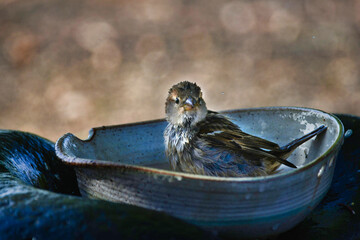 A female Spanish sparrow (Passer hispaniolensis) taking a bath in a ceramic bowl. Lanzarote, Canary Islands, Spain.