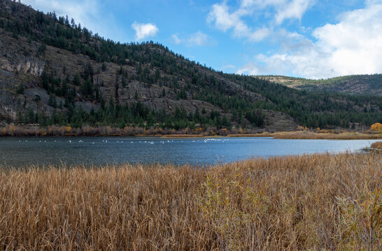 Vaseux Lake In The Okanagan Valley, BC