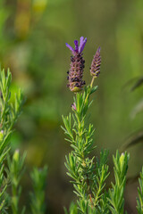 Early morning meadow in the Algarve, Portugal. Wild lavender (lavandula stoechas).