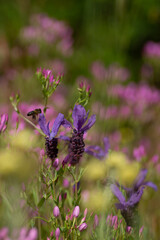 Meadow in the Algarve, Portugal. Wild lavender (lavandula stoechas), Schenkia spicata (Centaurium  sp) and the bee.