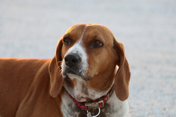 Portrait of a sweet, brown dog with a red collar. It has long ears. The dog looks very far thoughtfully.