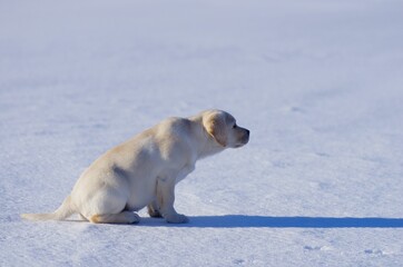 Obraz na płótnie Canvas Happy labrador puppy having fun outdoors during winter