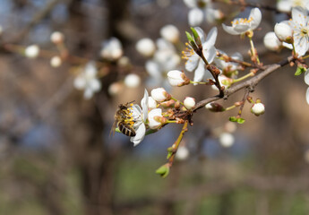 Pollinating of blooming cherry tree. Honeybee pollinating fruit trees. Pollinating season, selective focus. Beekeeping as new dangerous for the environment trend