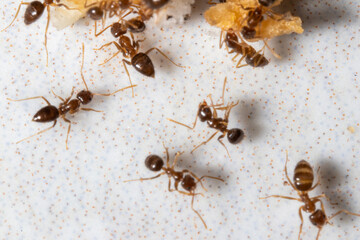 group of ants eating on the ground