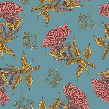 Vintage blue seamless pattern. Flowers of celosia cristata. Color. Engraving style. Vector illustration.