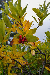 Sanddorn (Hippophae rhamnoides)