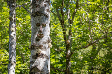 Green tree with face in daylight in a forest in vall d aran, Catalonia, Spain, Europe