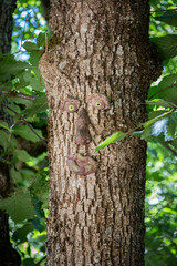 Green tree with face in daylight in a forest in vall d aran, Catalonia, Spain, Europe