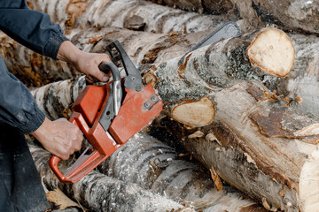 Close-up of a man sawing a tree with a chainsaw. a logger saws a tree trunk with a chainsaw. Harvesting of firewood