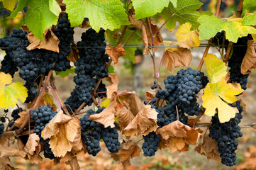  Ripe Gamay Noir Grapes Vineyard