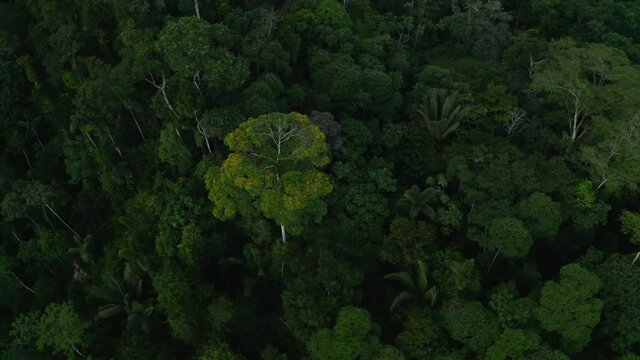 Stunning aerial view of prime Amazon forest: a flowering tree with yellow flowers alongside various palmas, Oenocarpus bataua, in the tree canopy of a tropical forest seen from above