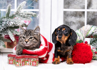 puppy dachshund and  kitens Christmas, Christmas decorations