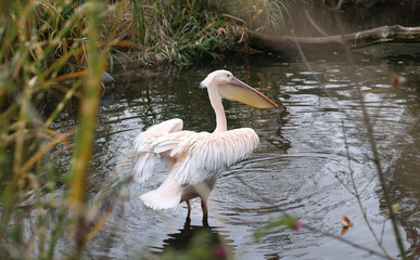 close up of eastern white pelican, rosy pelican or white pelican is a bird in the pelican family. Pelecanus onocrotalus. 