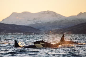 Fotobehang Orca Orcas outside Tromsø, Norway. Photo: Marius Fiskum