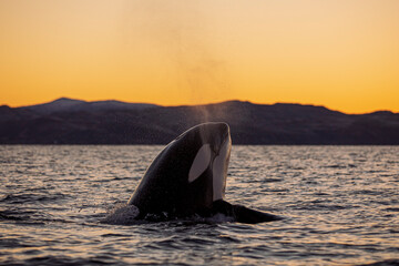 Orcas outside Tromsø, Norway.
Photo: Marius Fiskum - obrazy, fototapety, plakaty