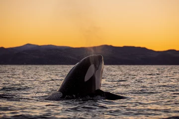 Raamstickers Orca Orcas outside Tromsø, Norway. Photo: Marius Fiskum