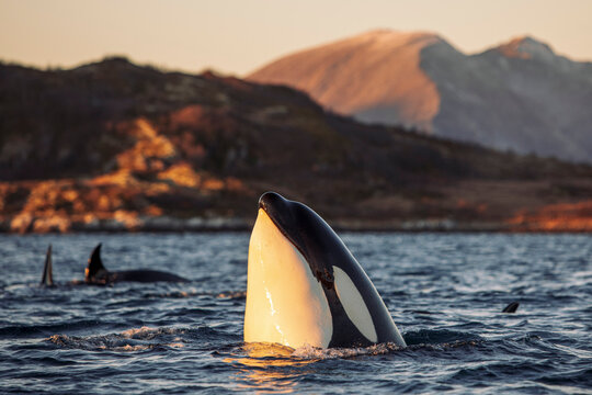 Orcas outside Tromsø, Norway.
Photo: Marius Fiskum