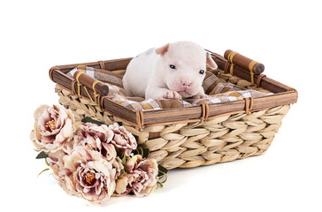 Portrait of american bully 3 week old puppy in a wicker basket