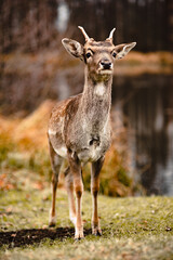 Little toddler girl feeds the deers in the castle outdoor park