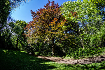 Naklejka premium Park in Gatersleben