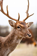 Little toddler girl feeds the deers in the castle outdoor park