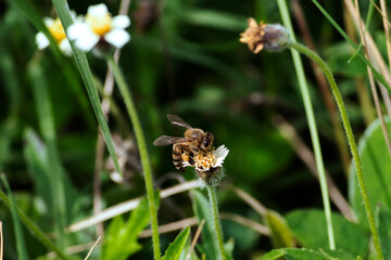 bee on a flower