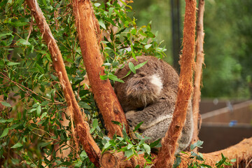 The Koala, is an arboreal herbivorous marsupial native to Australia. It is the only extant representative of the family Phascolarctidae and its closest living relatives are the wombats