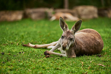 The kangaroo is a marsupial from the family Macropodidae. In common use the term is used to...