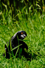 Magpies are birds of the Corvidae family. Like other members of their family, they are widely considered to be intelligent creatures. The Eurasian magpie, for instance, is thought to rank among the wo