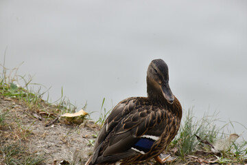 A duck sits by a pond at dusk and looks at the lens