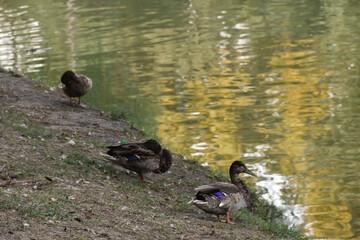Three ducks walk on the shore of the pond in the evening park
