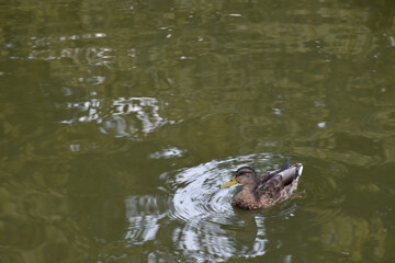 A small duck with a yellow beak swims in a pond.