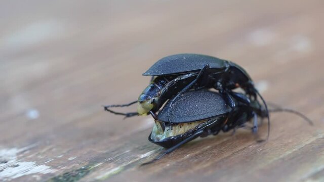 Darkling beetle Superworm or Zophobas morio. two big black bugs reproduction. slow motion close up