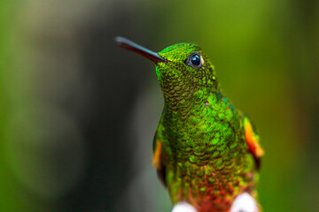 An Ecuadorian hummingbird