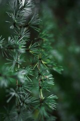 Fir Tree Branches, Needles