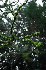 Mossy Branch