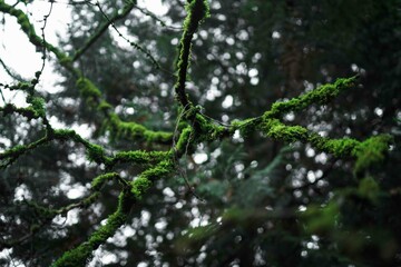 Mossy Branch