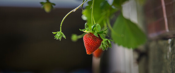 Strawberry detail in warm summer colors.