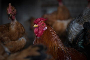 Detail of the head of a happy and healthy chicken.