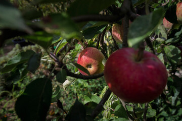 Detail of ripe red apple on production tree.