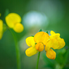 Fototapeta premium yellow flowers