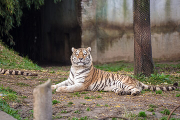 Tigre