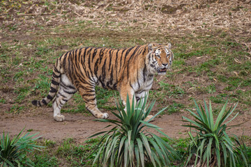 Tigre