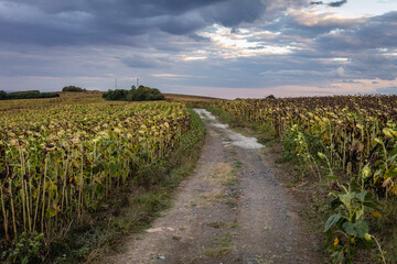 Fototapeta na wymiar Sunflowers fields in Burgas county in Bulgaria