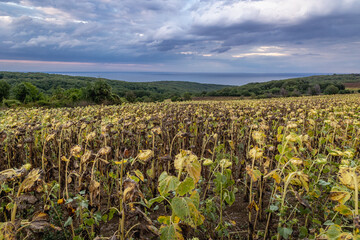 Fototapeta na wymiar View on sunflowers on a field in Burgas Province of Bulgaria