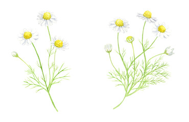 カモミールの水彩イラスト　アナログ手描き