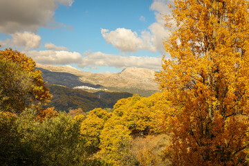 Fototapeta premium Landscape. Chestnut forest in the Genal Valley, Spain.