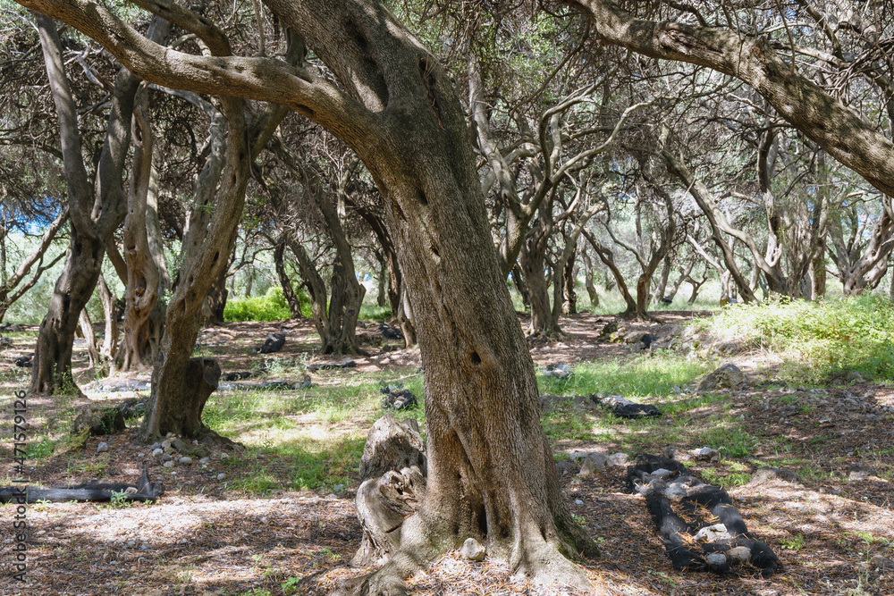 Canvas Prints Olive trees groove in central part of Corfu Island, Greece