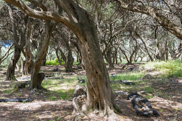 Olive trees groove in central part of Corfu Island, Greece