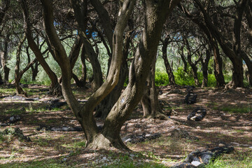 Olive trees groove in middle of Corfu Island, Greece